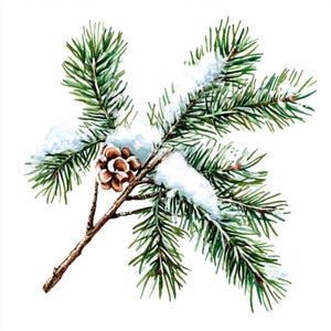 May include: A snowy pine branch with a brown pine cone. The branch is green and the snow is white.