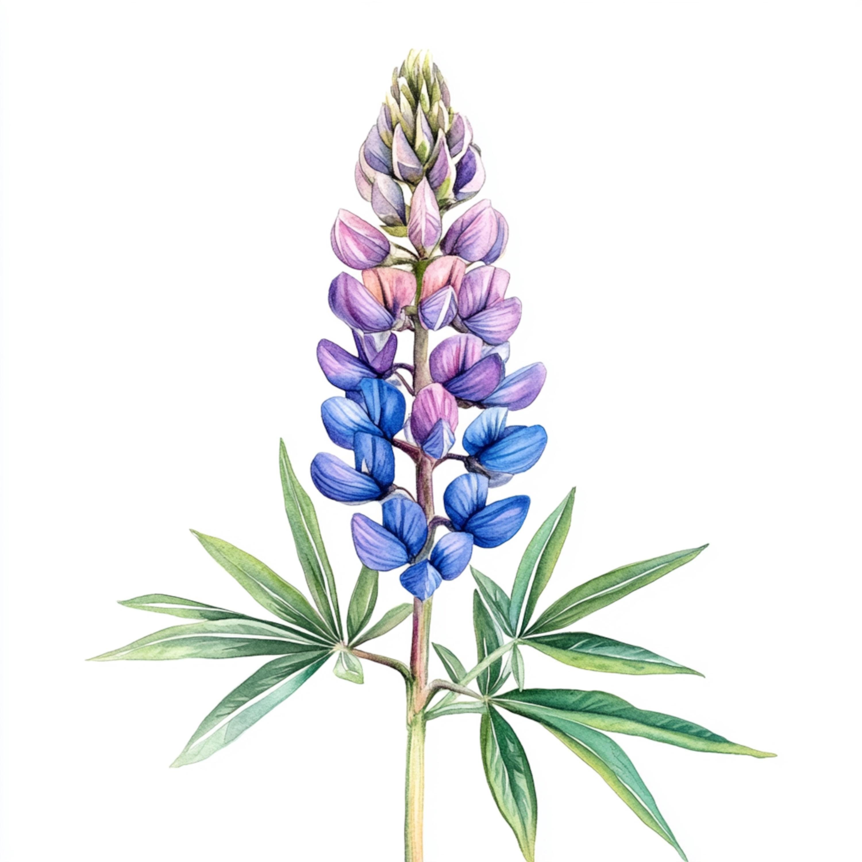 Printable Lupin Flower Decor watercolor Texas Bluebonnet Lupin 