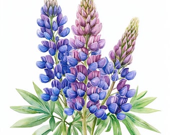 水彩画　ルピナス畑と青い海　値段は※900円です il_340x270.6471444072_8ok8.jpg