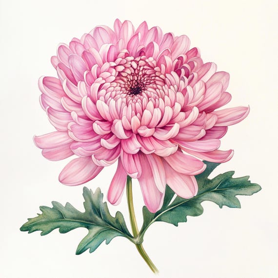 10枚の印刷可能な菊の花、水彩画のピンクの花のアート、マム植物