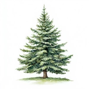 Peut inclure: Une peinture à l'aquarelle d'un arbre vert à feuilles persistantes avec un tronc brun. L'arbre est isolé sur un fond blanc.