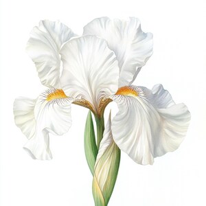 May include: A white iris flower with yellow accents on the petals. The flower is in bloom and has a green stem.