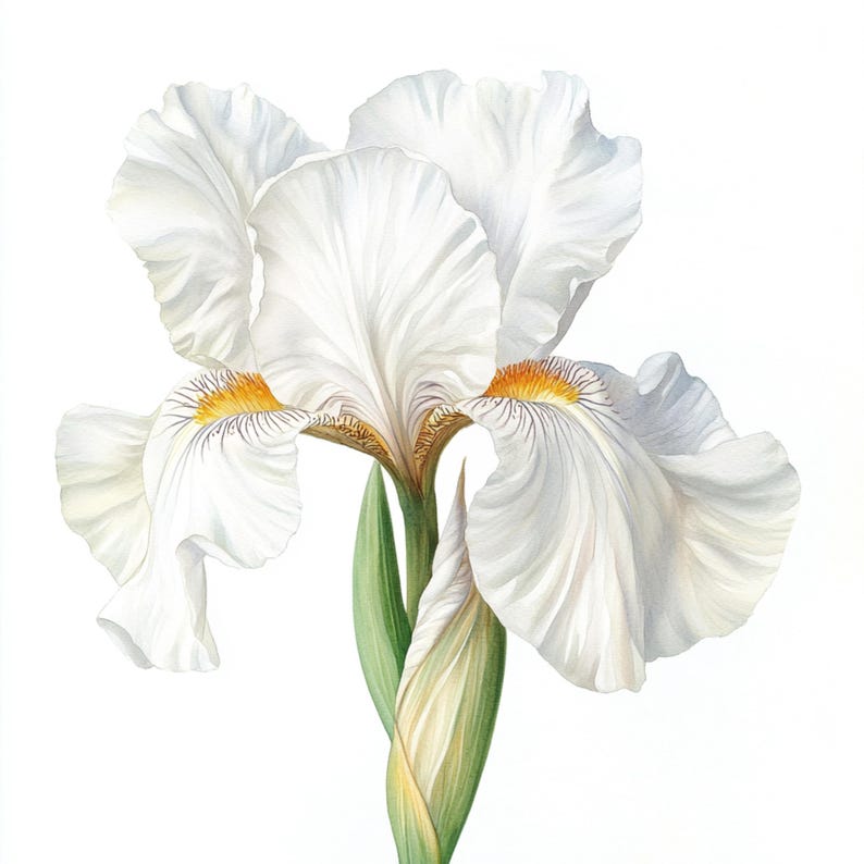 May include: A white iris flower with yellow accents on the petals. The flower is in bloom and has a green stem.