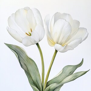 Puede incluir: Dos tulipanes blancos con hojas verdes sobre un fondo blanco. Los tulipanes est&aacute;n en plena floraci&oacute;n y tienen un aspecto delicado y suave.