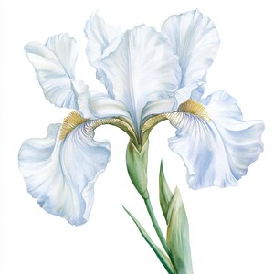 May include: A watercolor painting of a white iris flower with yellow accents. The flower is in bloom and has a delicate, elegant appearance.