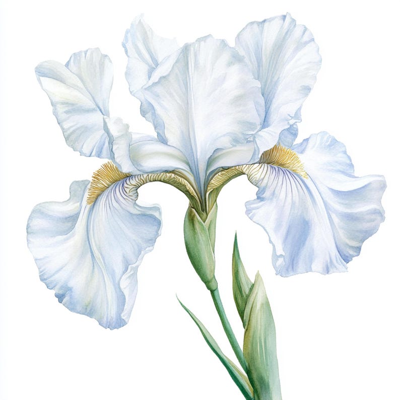 May include: A watercolor painting of a white iris flower with yellow accents. The flower is in bloom and has a delicate, elegant appearance.