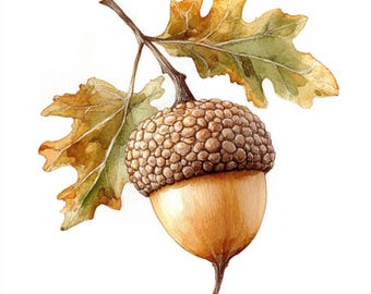 10 Printable oak acorn, watercolor fall acorn, Botanical art, brown acorn decor, Watercolor Clip Art, Commersial Use, autumn decoration
