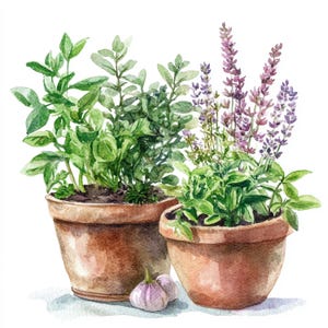 May include: Two terracotta pots filled with herbs, including basil, oregano, and lavender. A single garlic bulb sits in front of the pots.