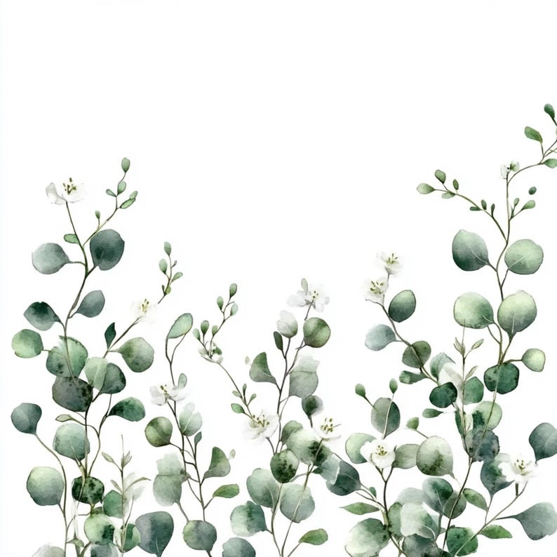 Puede incluir: Pintura acuarela de un borde de hojas de eucalipto verdes y flores blancas sobre un fondo blanco.