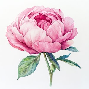 Afdrukbaar roze pioenbloemdecor, aquarelafbeeldingen, botanische kunst pioenroos, illustraties, commercieel gebruik, papier roze bloemontwerp