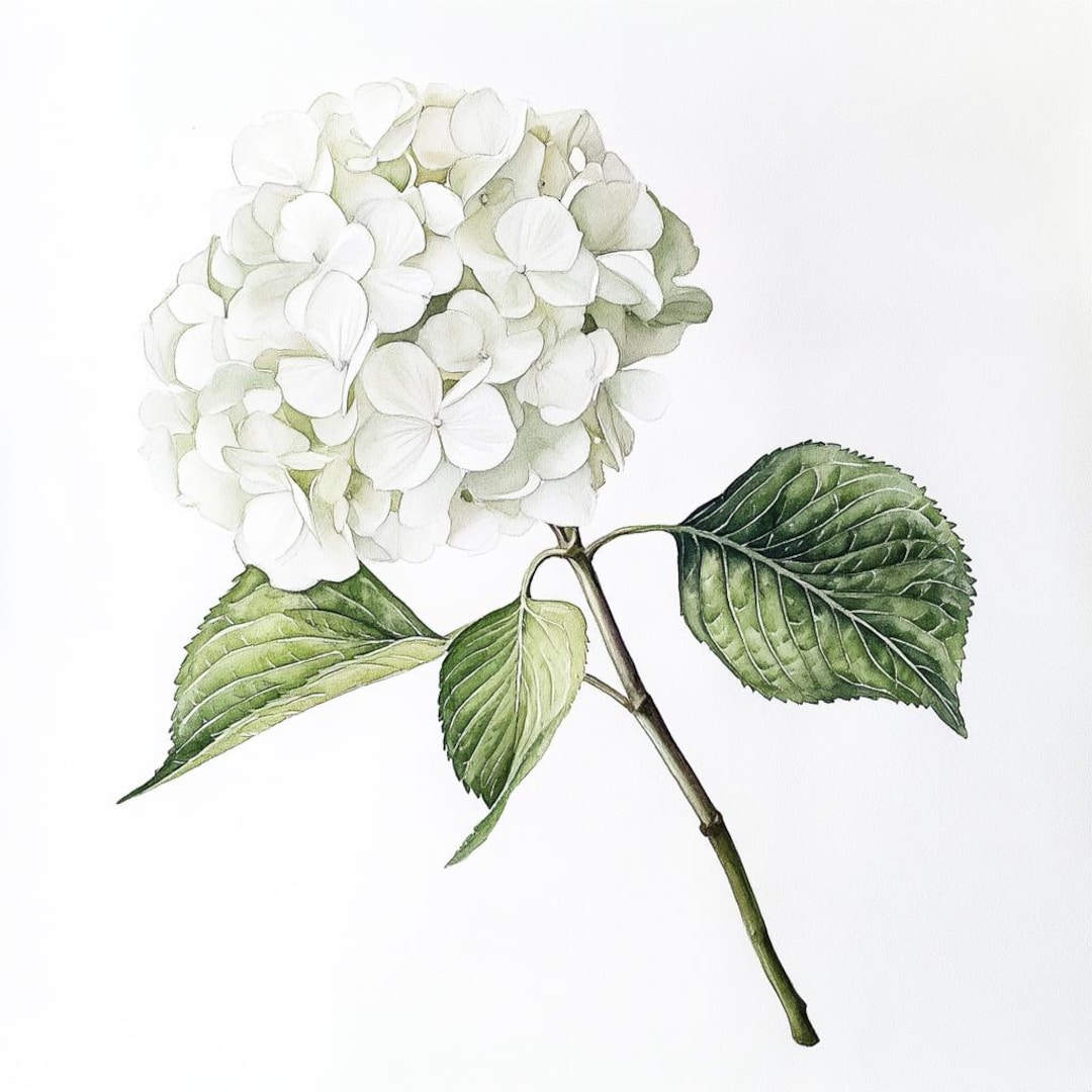 10 Printable Hydrangea Flower, White Flower, Housewarming Gift Art ...