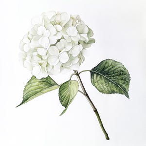 10枚の印刷可能なアジサイの花、白い花、新築祝いのギフトアート、水彩画のクリップアート、アジサイのプリント、白いアジサイのアート