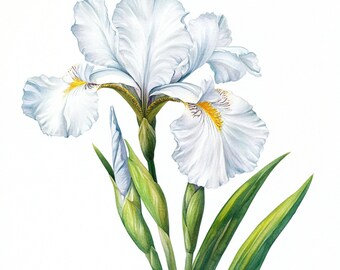 10 印刷可能な水彩画の白いアイリス、水彩画のアイリス、春の花の