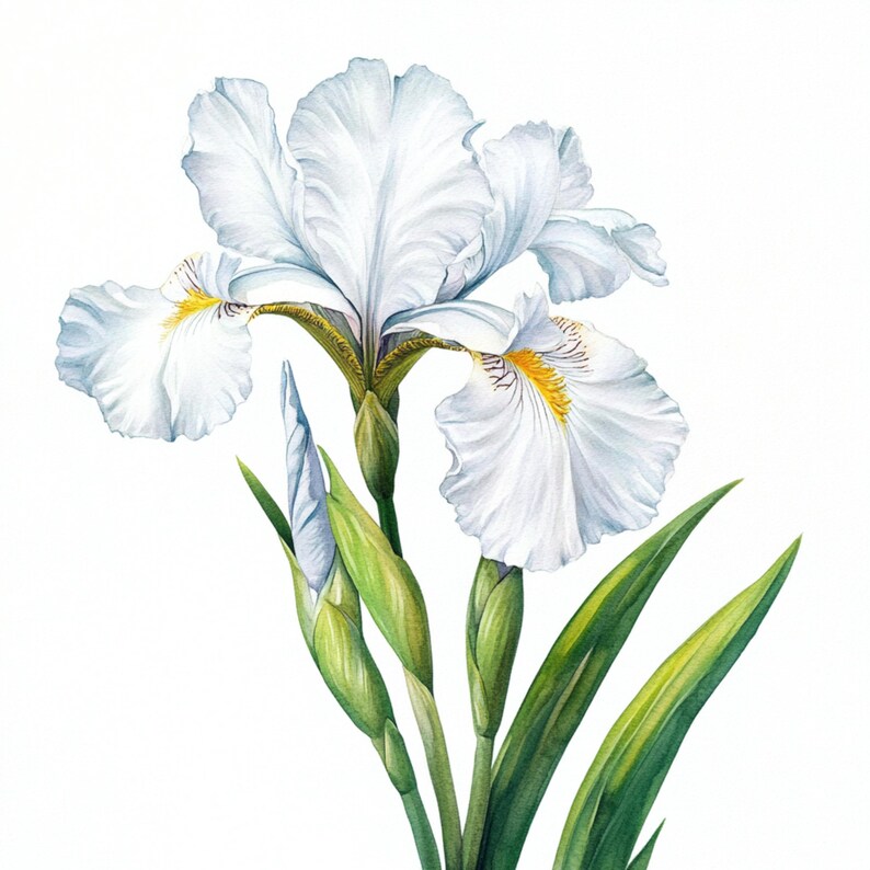May include: A watercolor painting of a white iris flower with yellow and purple accents. The flower is in bloom and has several buds. The background is white.