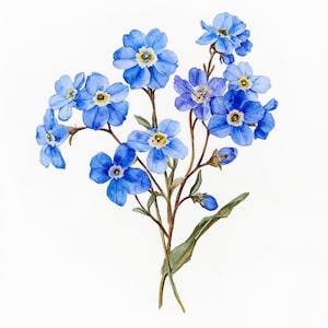 K&ouml;nnte beinhalten: Ein Strau&szlig; blauer Vergissmeinnicht-Blumen mit gelben Zentren. Die Blumen sind in einer Traube angeordnet, wobei die Stiele nach unten verlaufen.