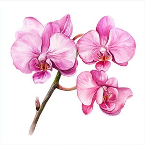 Afdrukbaar roze orchideebloemdecor, aquarelafbeeldingen, botanische kunst orchidee, illustraties, commercieel gebruik, papier roze bloemontwerp