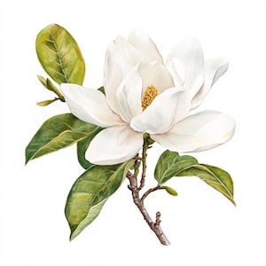10 afdrukbare aquarel witte magnolia, aquarel magnolia, witte lentebloemen, witte bloemen dsigne, magnolia decor, magnolia kunst aan de muur