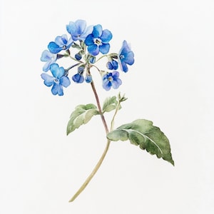 K&ouml;nnte beinhalten: Ein Aquarellbild einer blauen Blume mit gr&uuml;nen Bl&auml;ttern. Die Blume hat mehrere Bl&uuml;tenbl&auml;tter und bl&uuml;ht. Die Bl&auml;tter sind gr&uuml;n und haben eine zarte Textur.