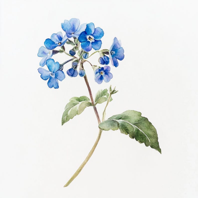 K&ouml;nnte beinhalten: Ein Aquarellbild einer blauen Blume mit gr&uuml;nen Bl&auml;ttern. Die Blume hat mehrere Bl&uuml;tenbl&auml;tter und bl&uuml;ht. Die Bl&auml;tter sind gr&uuml;n und haben eine zarte Textur.