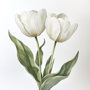 Puede incluir: Dos tulipanes blancos con hojas verdes sobre un fondo blanco. Los tulipanes est&aacute;n en plena floraci&oacute;n y tienen una apariencia delicada y elegante.