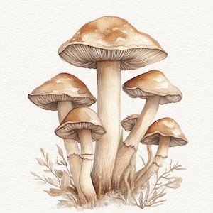 Könnte beinhalten: Ein Aquarellbild einer Gruppe brauner Pilze mit weißen Stielen. Die Pilze sind in einer Gruppe angeordnet, wobei der größte Pilz in der Mitte und die kleineren Pilze ihn umgeben. Die Pilze sind in einem realistischen Stil gemalt, mit Details wie den Lamellen und der Textur der Hüte.