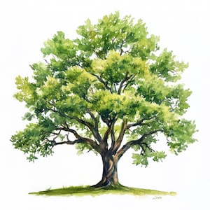 May include: Watercolor painting of a large tree with a thick brown trunk and sprawling branches. The tree's leaves are a vibrant green, with lighter shades in the sunlit areas. The tree sits on a patch of green grass against a white background.