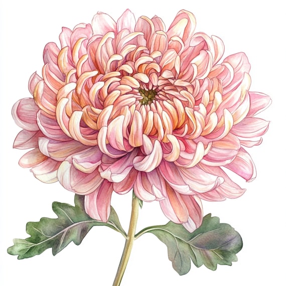 10枚の印刷可能な菊の花、水彩画のピンクの花のアート、マム植物