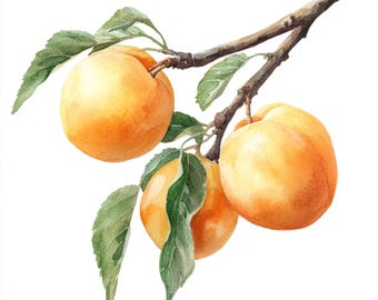 10 Printable apricot art, watercolor apricot , apricot art, summer fruit print, fruit decoration, garden fruits
