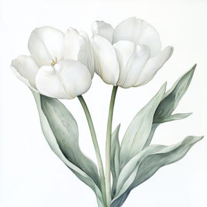 Puede incluir: Dos tulipanes blancos con hojas verdes sobre un fondo blanco. Los tulipanes est&aacute;n en plena floraci&oacute;n y tienen una apariencia delicada y elegante.