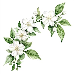 10 afdrukbare witte jasmijnkunst, aquarel jasmijn, jasmijn botanische kunst, witte bloemen kunst, cadeau liefdeskaart decor, witte bruiloft bloemen