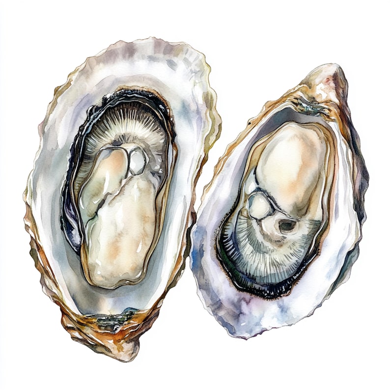 Printable Oyster Clipart, Oyster Watercolor, Nautical Clip Art ...