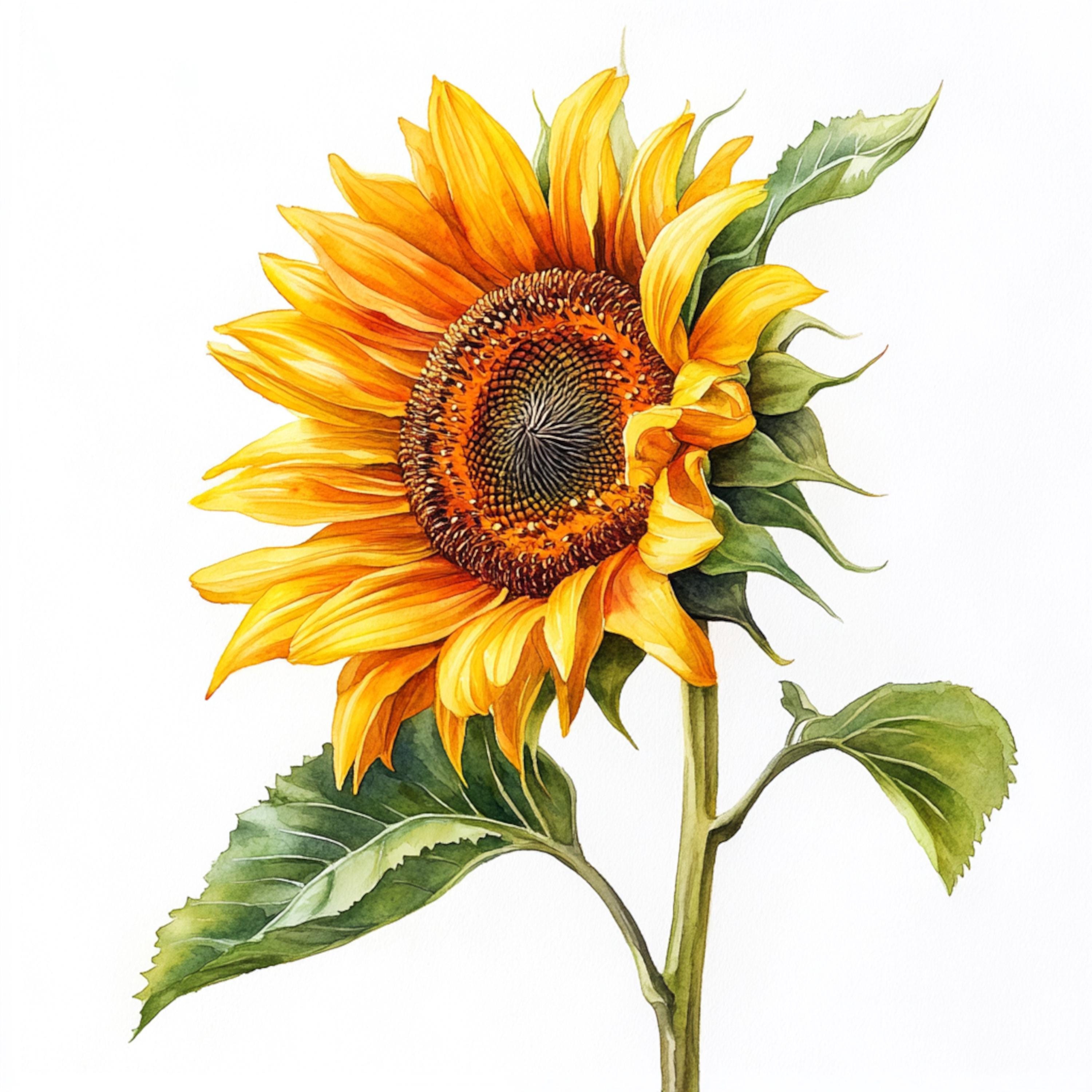10 Printable Sunflower Art, Watercolor Images, Sunflower Botanical Art ...