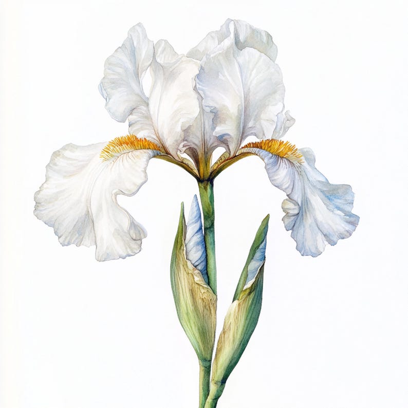 May include: A white iris flower with yellow accents on the petals. The flower is in bloom and has two buds on the stem.