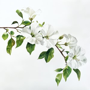 10 Printable White Bougainvillea flowers decor, watercolor flowers, Bougainvillea botanical Clip Art, Bougainvillea design, White flower