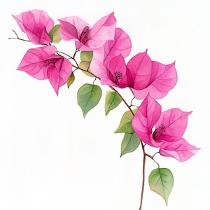10 decoração de flores de buganvílias para impressão, flores em aquarela, clipart botânico de buganvílias, design de buganvílias, design de flores rosa