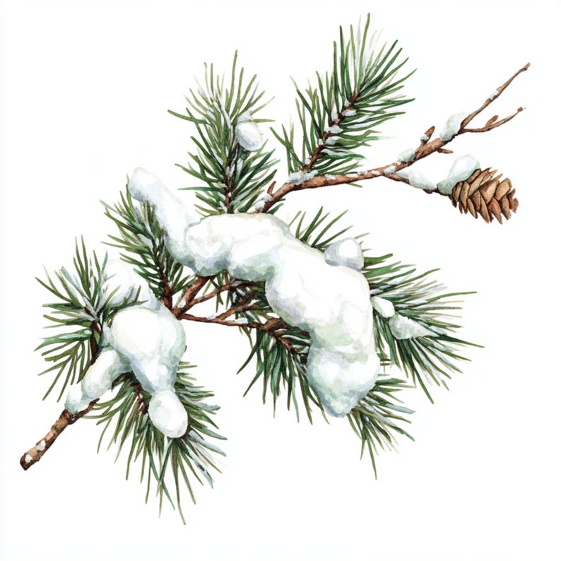 May include: A snowy pine branch with green needles and a brown pine cone. The branch is covered in white snow.