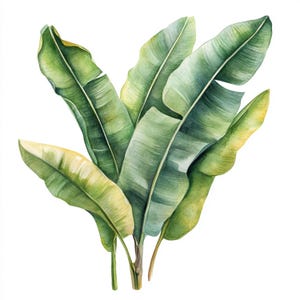 10 Printable Banana leaves, watercolor Banana leaf, Bananas Plant art, Printable JPG, Instant Download, Commercial Use, Paper design