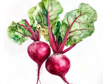 10 Printable Beet decor, watercolor Images, Beet root  Clip Art, Printable JPGs, Healthy food print, Beetroots watercolor, Paper design