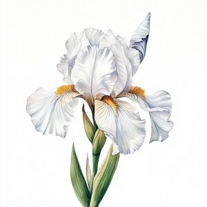 May include: A white iris flower with yellow accents on the petals. The flower is in bloom and has a green stem.