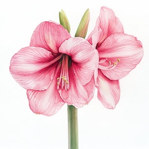 10 Printable Amaryllis flowers decor, watercolor flowers, Amaryllis botanical Clip Art, Amaryllis design, Pink flower design, Commersial Use