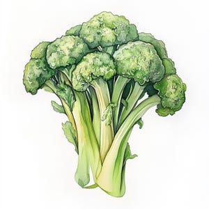 10 Printable Broccoli, watercolor Broccoli, Broccoli clipart, Kitchen decor, Broccoli branch design, Broccoli print, Commercial Use