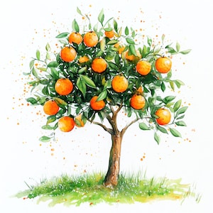 May include: A watercolour illustration of an orange tree, abundant with oranges. The tree features a brown trunk, green foliage, and vibrant orange fruit. The artwork is set against a white backdrop, with green grass at the base and orange paint splatters.