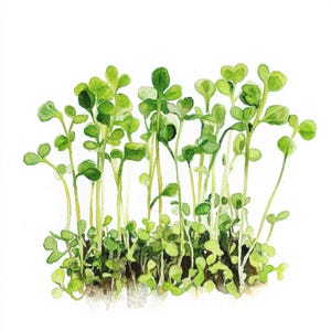 May include: Watercolour painting of a cluster of green plants with small leaves and stems. The plants are growing close together and appear to be in a garden or field.