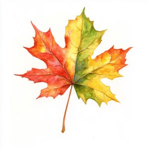 Puede incluir: Acuarela de una hoja de arce en colores otoñales. La hoja transita del rojo al amarillo y al verde, con un tallo marrón. La obra de arte se presenta sobre un fondo blanco, resaltando los vibrantes tonos de la temporada de otoño.