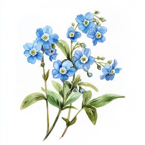 K&ouml;nnte beinhalten: Ein Aquarellbild eines Strau&szlig;es Vergissmeinnicht mit blauen Bl&uuml;tenbl&auml;ttern und gelben Zentren. Die Blumen sind in einer Traube mit gr&uuml;nen Stielen und Bl&auml;ttern angeordnet.
