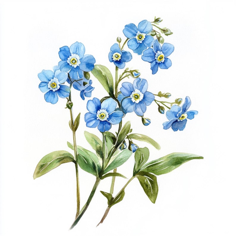 K&ouml;nnte beinhalten: Ein Aquarellbild eines Strau&szlig;es Vergissmeinnicht mit blauen Bl&uuml;tenbl&auml;ttern und gelben Zentren. Die Blumen sind in einer Traube mit gr&uuml;nen Stielen und Bl&auml;ttern angeordnet.