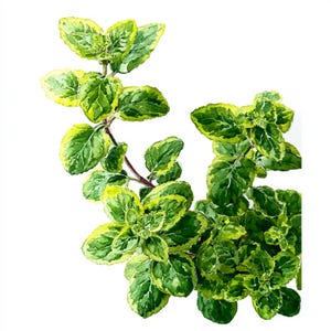 May include: A watercolour painting of an oregano sprig, featuring green and yellow variegated leaves. The leaves are realistically detailed, showing veins and colour variations. The stems are reddish-brown, set against a white background.