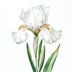 May include: A white iris flower with yellow accents on the petals. The flower is in bloom and has a green stem with leaves.