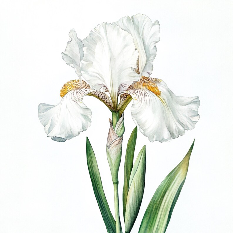 May include: A white iris flower with yellow accents on the petals. The flower is in bloom and has a green stem with leaves.