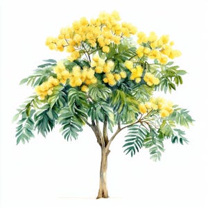 10 Printable mimosa tree, watercolor blossom mimosa, Yellow tree Watercolor Clip Art, Yellow mimosa tree, evergreen tree, Acacia dealbata